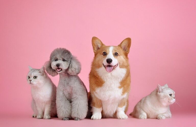 Pet Friendly Flooring